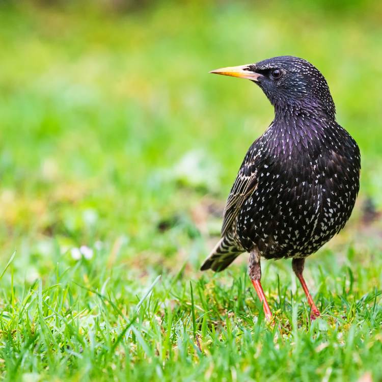 Starling